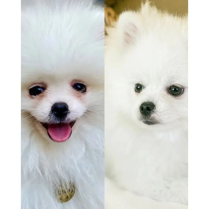 Masco Beauty Eye Cleanser para Cães, 30ml