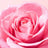 Bálsamo labial de luxo muito rosa