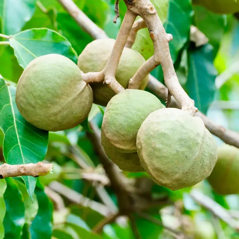 OGX Óleo de Kukui Condicionador Anti-Frizz, 385 ml