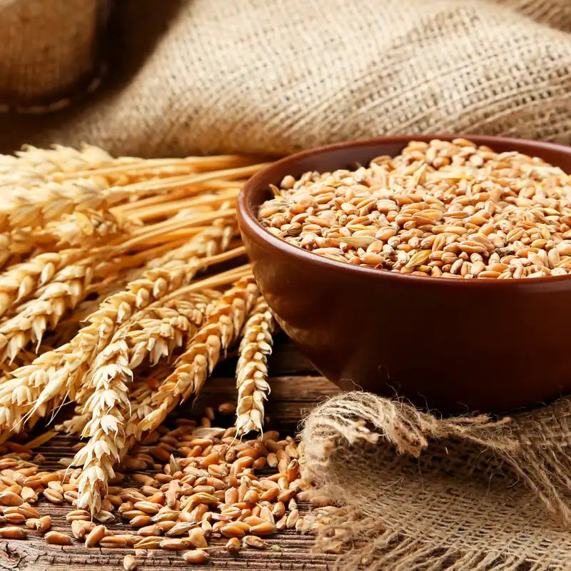 Condicionador OGX Sem Sulfatos, Biotina e Colagénio, Cabelo Volumoso e Saudável, 385 ml