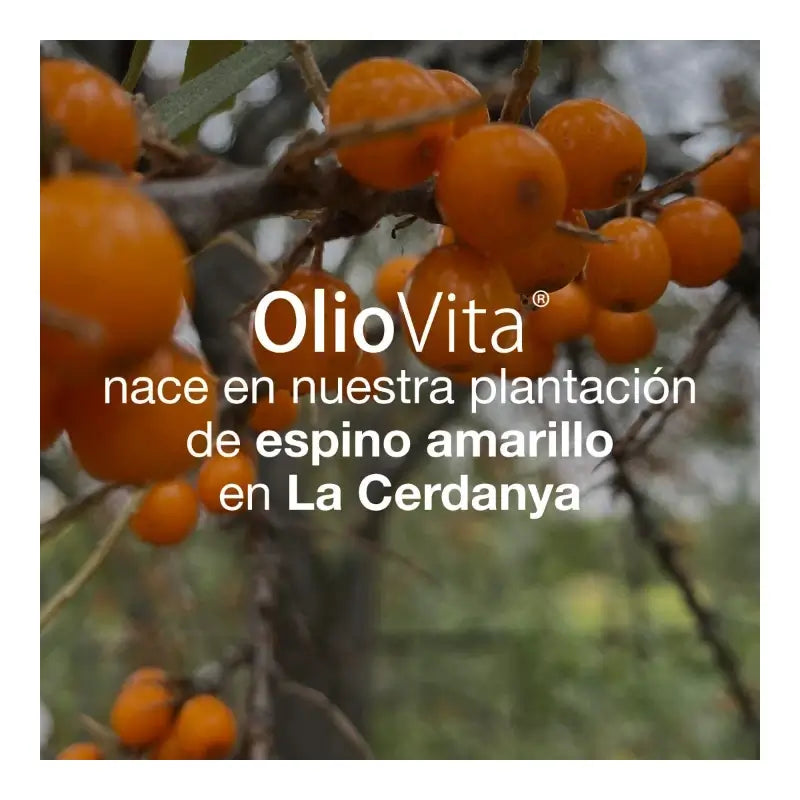 VITAE Oliovita, 60 cápsulas